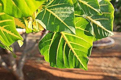 《Orange Season》脱离抢先体验阶段 发布正式版本